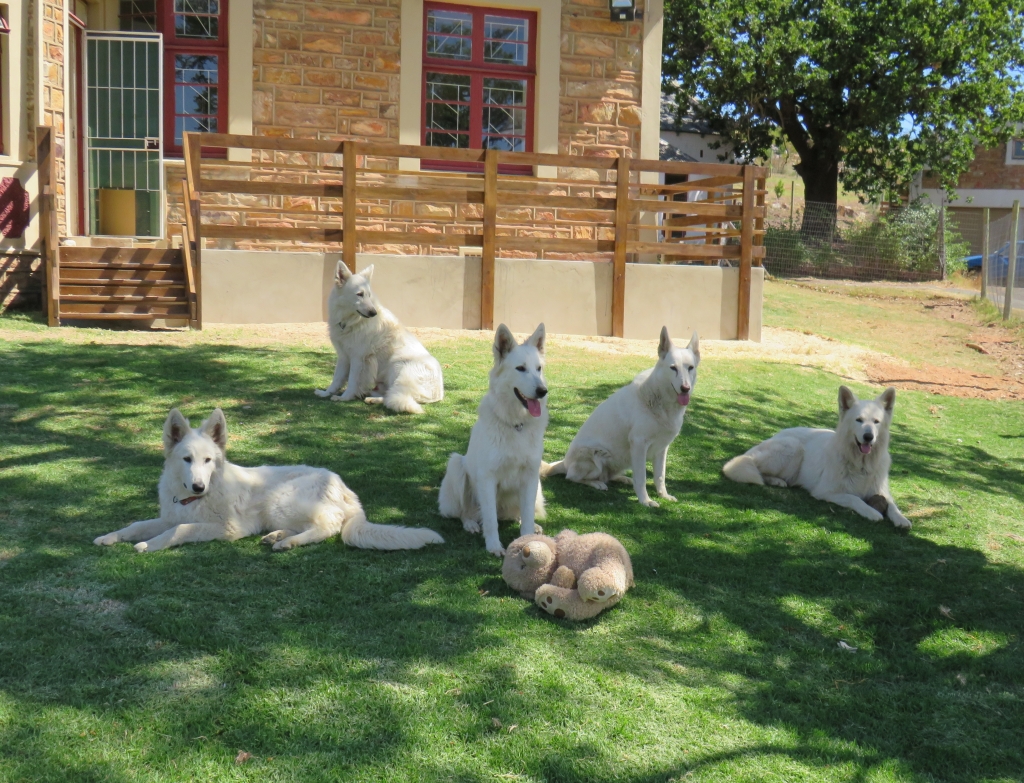Happy dogs in the shade