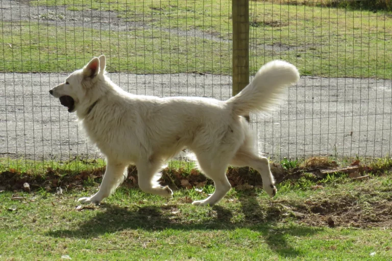 Baron running with a ball